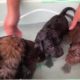 Pity 4 littles Puppy ! Bathing Them After Rescued And Give Them Some Food