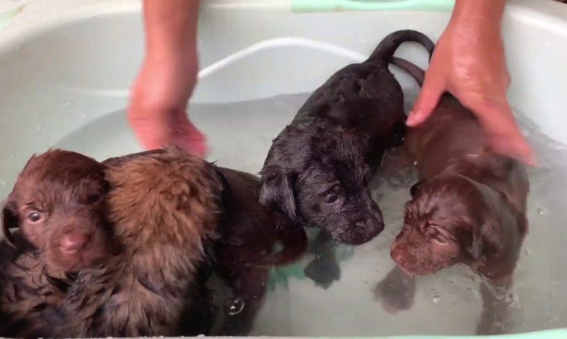 Pity 4 littles Puppy ! Bathing Them After Rescued And Give Them Some Food