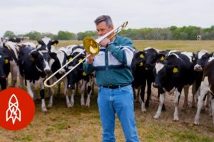 Playing Jazz for Cows
