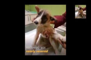 Poor Dog By Hit Car After Rescued Being Is So Happy Now | Rescue Dogs