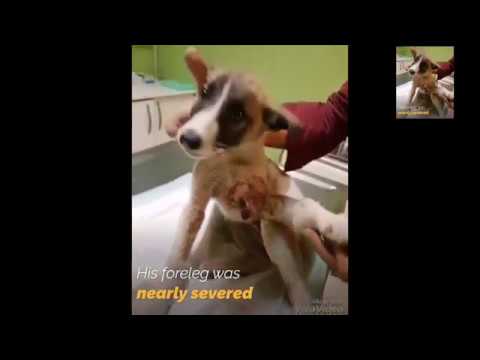 Poor Dog By Hit Car After Rescued Being Is So Happy Now | Rescue Dogs