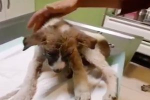 Poor Dog Rescued After Being Hit By Car Is So Happy Now