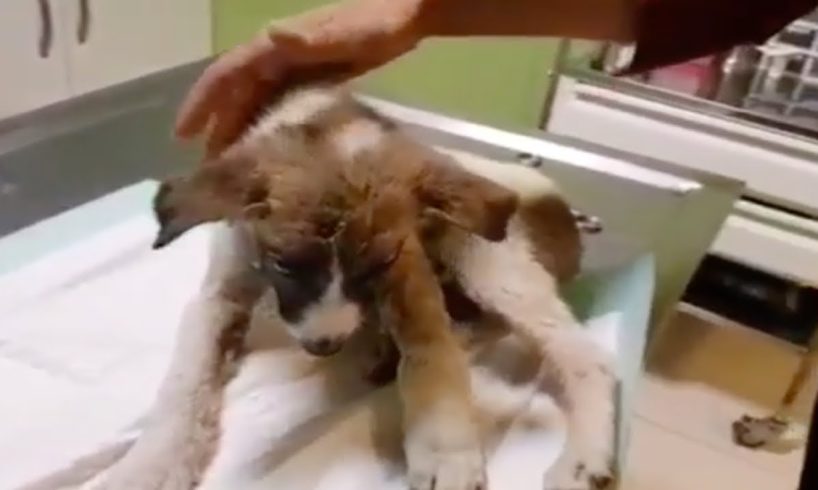 Poor Dog Rescued After Being Hit By Car Is So Happy Now