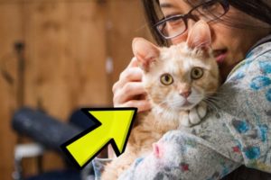 Poor Kitten Rescued From A Meat Farm Was So Hungry He Was Eating Dirt