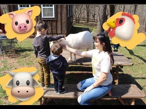 Poplar spring animal sanctuary - rescued animals - save the animals