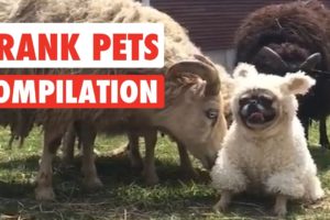 Prank Pets | Funny Pet Video Compilation 2017