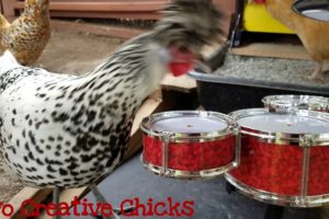 Punk Rock Chicken Plays Drum Solo