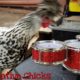 Punk Rock Chicken Plays Drum Solo