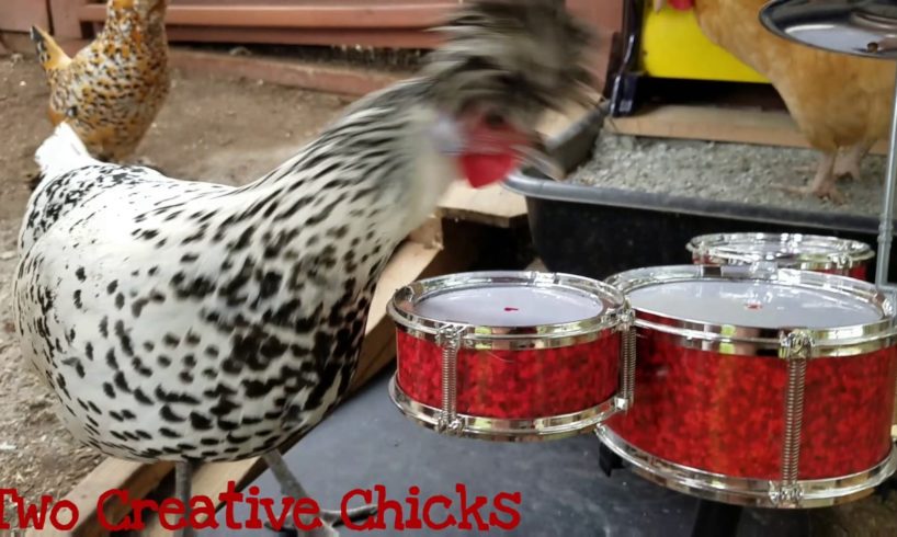 Punk Rock Chicken Plays Drum Solo