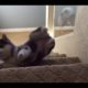 Puppies Walk Down Stairs For The First Time - Cute Dog Compilation
