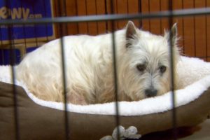 Puppy Mill Rescue Lily Sees A Bed For The First Time | Dr. Jeff: Rocky Mountain Vet