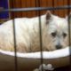 Puppy Mill Rescue Lily Sees A Bed For The First Time | Dr. Jeff: Rocky Mountain Vet