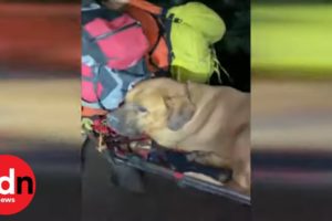 Puppy Rescue! Giant Dog Rescued From Canyon