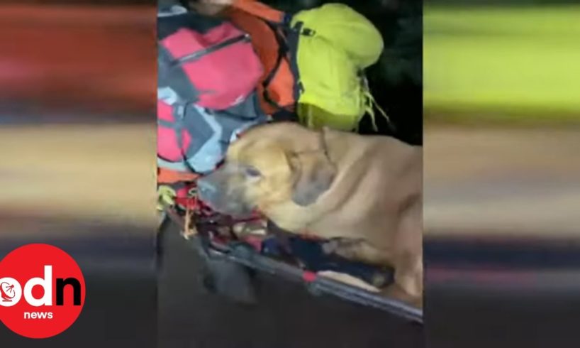 Puppy Rescue! Giant Dog Rescued From Canyon
