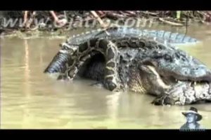 Python alligator fight to the death