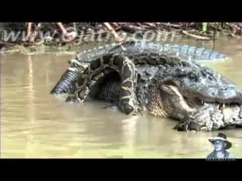 Python alligator fight to the death