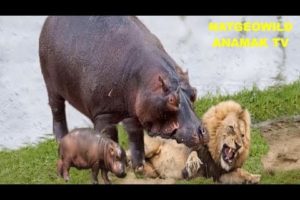 REAL#Unbelievable#Angry Hippo Attack Fight Lion