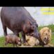 REAL#Unbelievable#Angry Hippo Attack Fight Lion