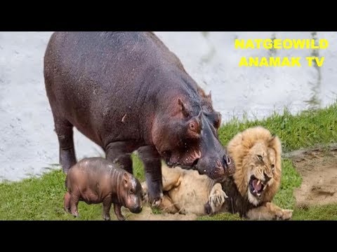 REAL#Unbelievable#Angry Hippo Attack Fight Lion