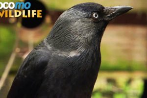 Ravens and crows -  the most intelligent birds in the world (animal documentary in HD)