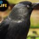 Ravens and crows -  the most intelligent birds in the world (animal documentary in HD)