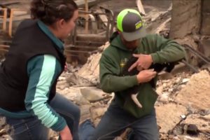 Real Footage, Animals were rescued from California wildfires, update Nov.19,2018
