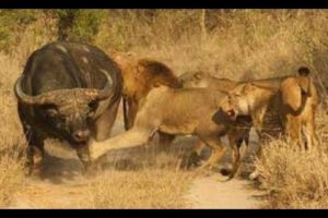Real animal fights - lions vs buffaloes - Animals attack