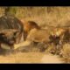 Real animal fights - lions vs buffaloes - Animals attack