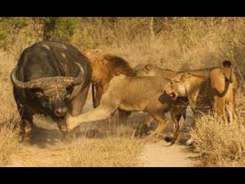 Real animal fights - lions vs buffaloes - Animals attack
