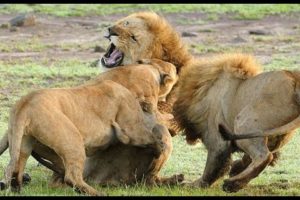 Really deadly fights - lions kill a lion - Animals attack