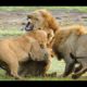 Really deadly fights - lions kill a lion - Animals attack