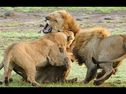 Really deadly fights - lions kill a lion - Animals attack