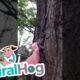 Releasing a Squirrel Goes Very Wrong || ViralHog