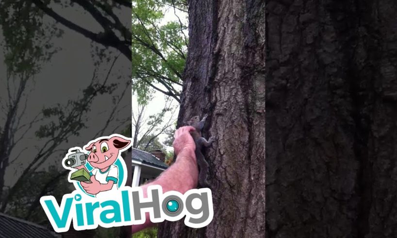 Releasing a Squirrel Goes Very Wrong || ViralHog