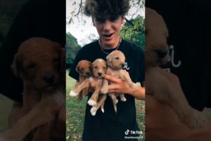 Relly cute puppies