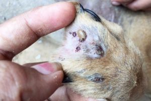 Remove Big Ticks From Poor Dog - Rescue Dog From Ticks Part 19