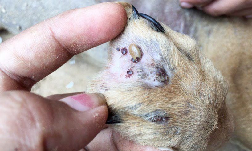 Remove Big Ticks From Poor Dog - Rescue Dog From Ticks Part 19