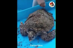 Removing Barnacles from Sea Turtle Videos  Turtle Rescue Best Animal Rescue 2019