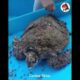 Removing Barnacles from Sea Turtle Videos  Turtle Rescue Best Animal Rescue 2019