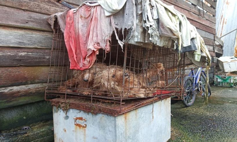 Rescue 2 Poor Dogs Locked in a Rusty, Cramped Cage |Animal Rescue TV