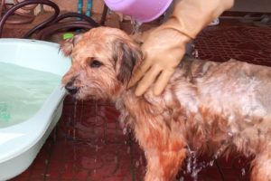 Rescue A Stray Dog That Lost For 2 Days From Home  | Dog Rescue Stories