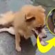 Rescue Abandoned Puppy Was Blind Eyes After Motor Accident