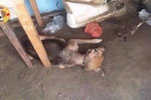Rescue Blind Senior Dog with Thousand Fleas, Ticks Chained Neck in Severe pains