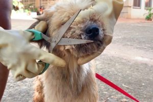 Rescue Homeless Dog Taking Bath , Cutting hair And Give Medicine | Dog Rescue Stories