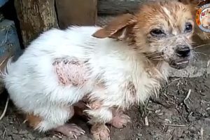 Rescue Homeless Puppy In The Middle Of The Road, Exhausted, Barely Boving & Amazing Transformation