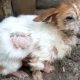 Rescue Homeless Puppy In The Middle Of The Road, Exhausted, Barely Boving & Amazing Transformation