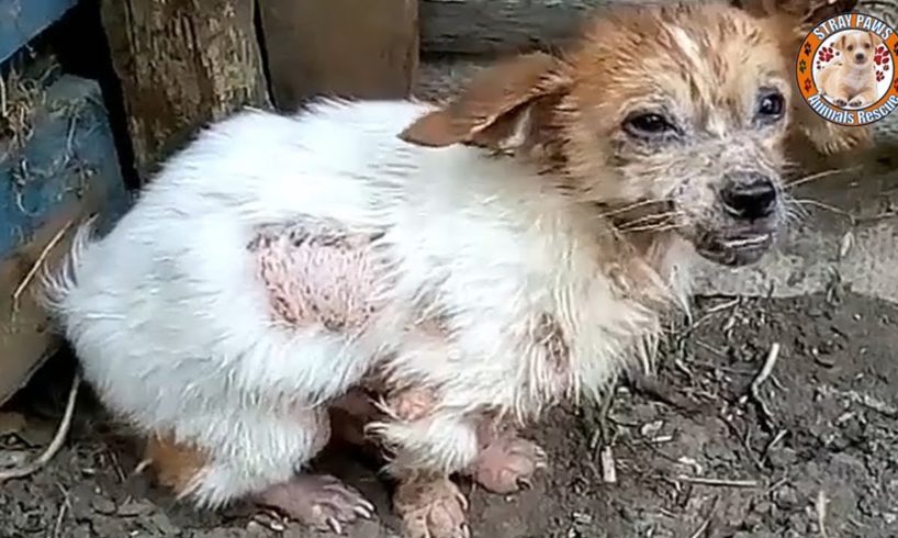 Rescue Homeless Puppy In The Middle Of The Road, Exhausted, Barely Boving & Amazing Transformation