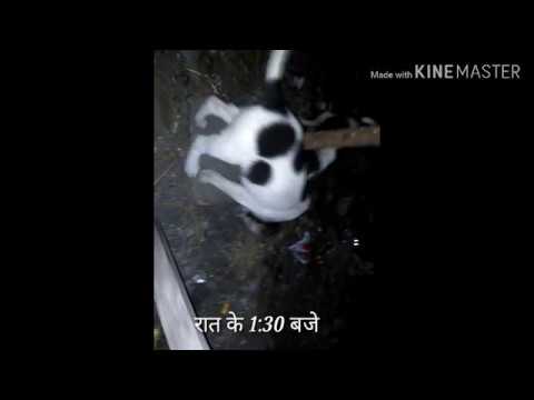 Rescue Operation Of Two Cute Puppies//