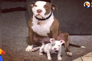 Rescue Pit Bull Is The Best Foster Dad to Puppies | The Dodo