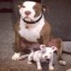 Rescue Pit Bull Is The Best Foster Dad to Puppies | The Dodo